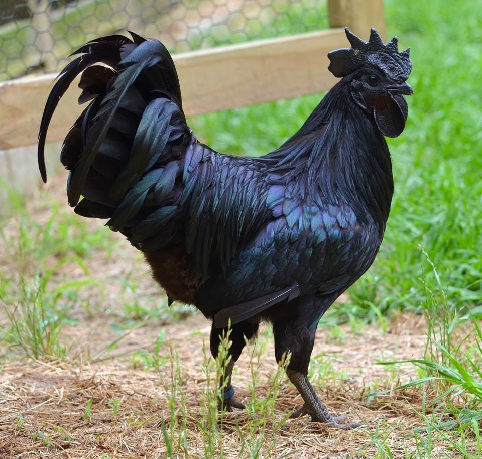 Etinden - Kemiğine, Tüyünden - Gagasına Kadar Kapkara Bir Tavuk: Ayam Cemani